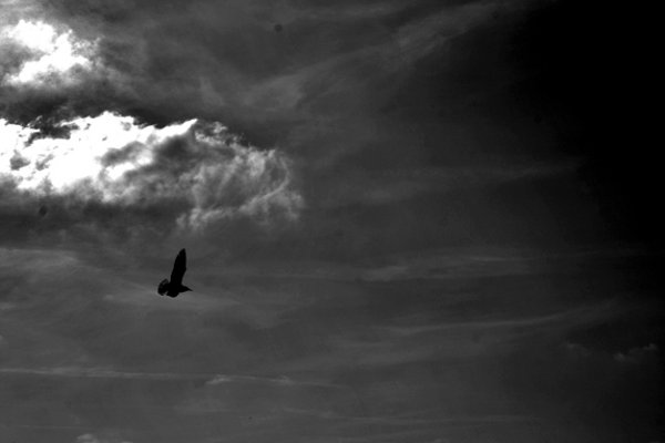 foto_Fly In The Sky